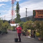 Ambrovník styraxový (Liquidambar Styraciflua) - výška 250-300 cm, obvod kmeňa 6/8 cm, kont. C30L - NA KMIENKU